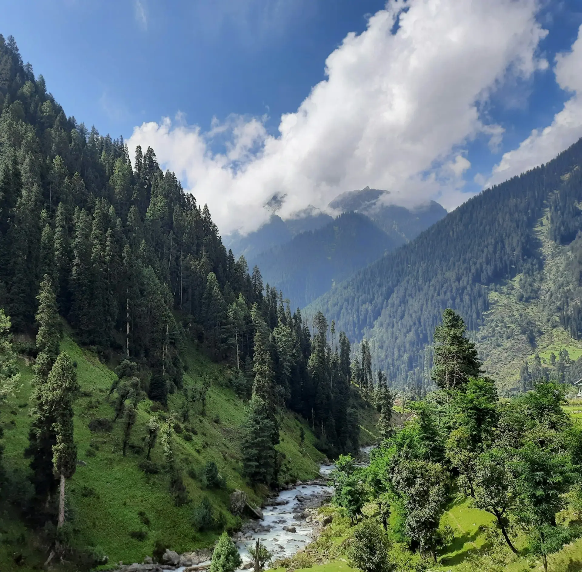 A river winding through a pine-lined valley near Pahalgam