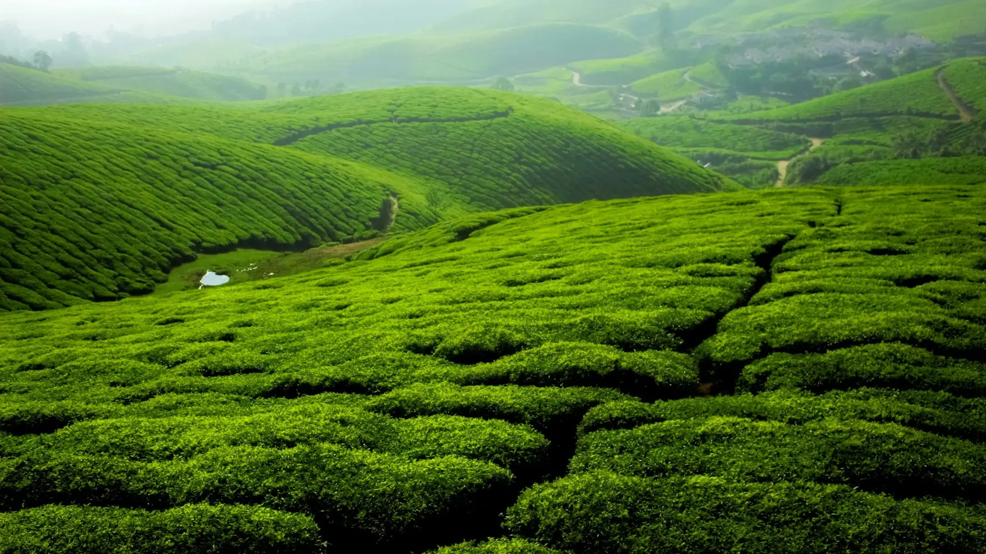 Neatly clipped rows of tea bushes covering the hills of Munnar