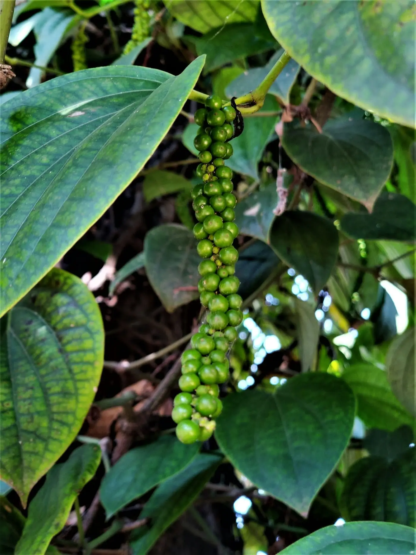 Pepper berries hanging among glossy leaves in a Kerala spice garden