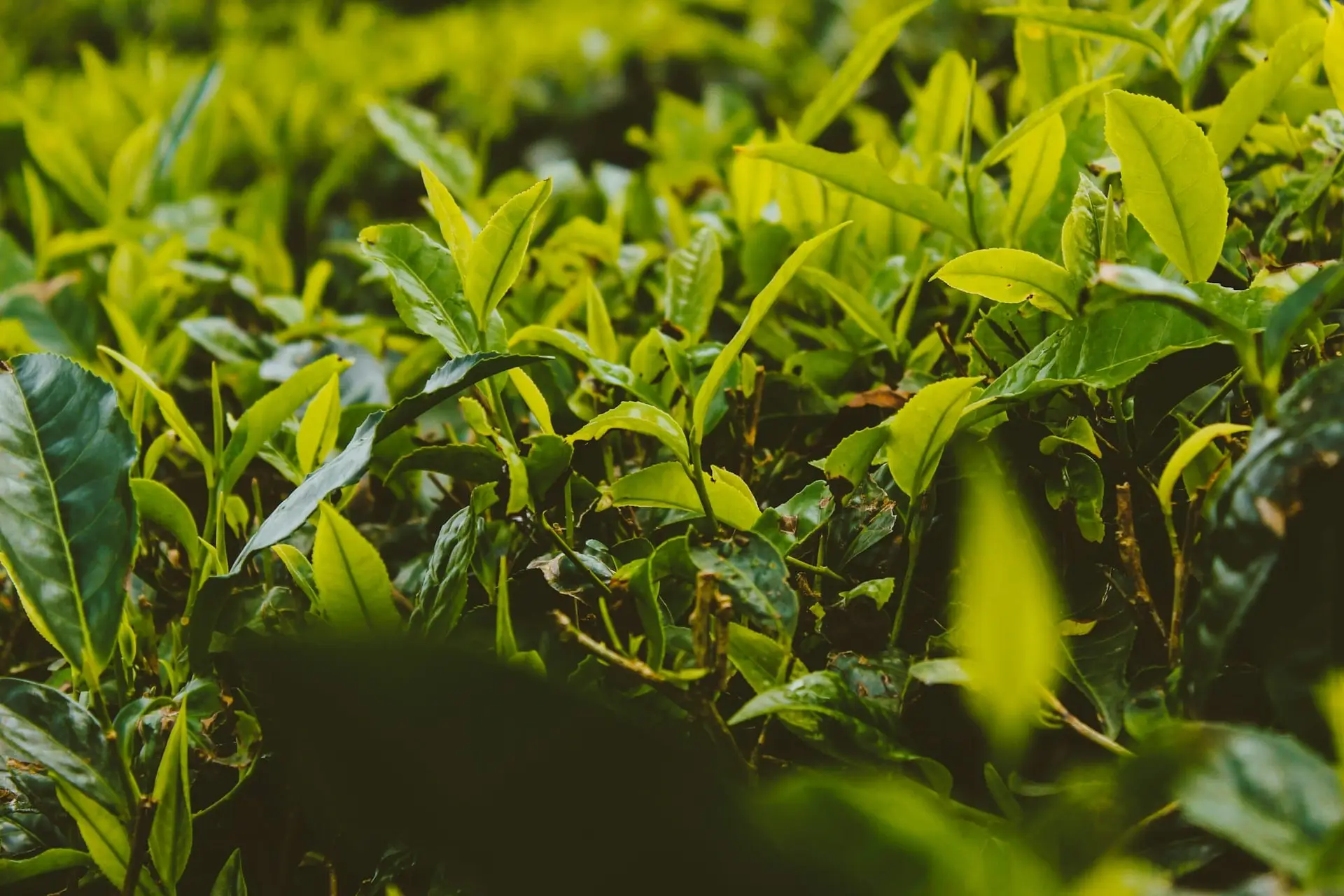 Fresh tea leaves covered in morning dew in Munnar