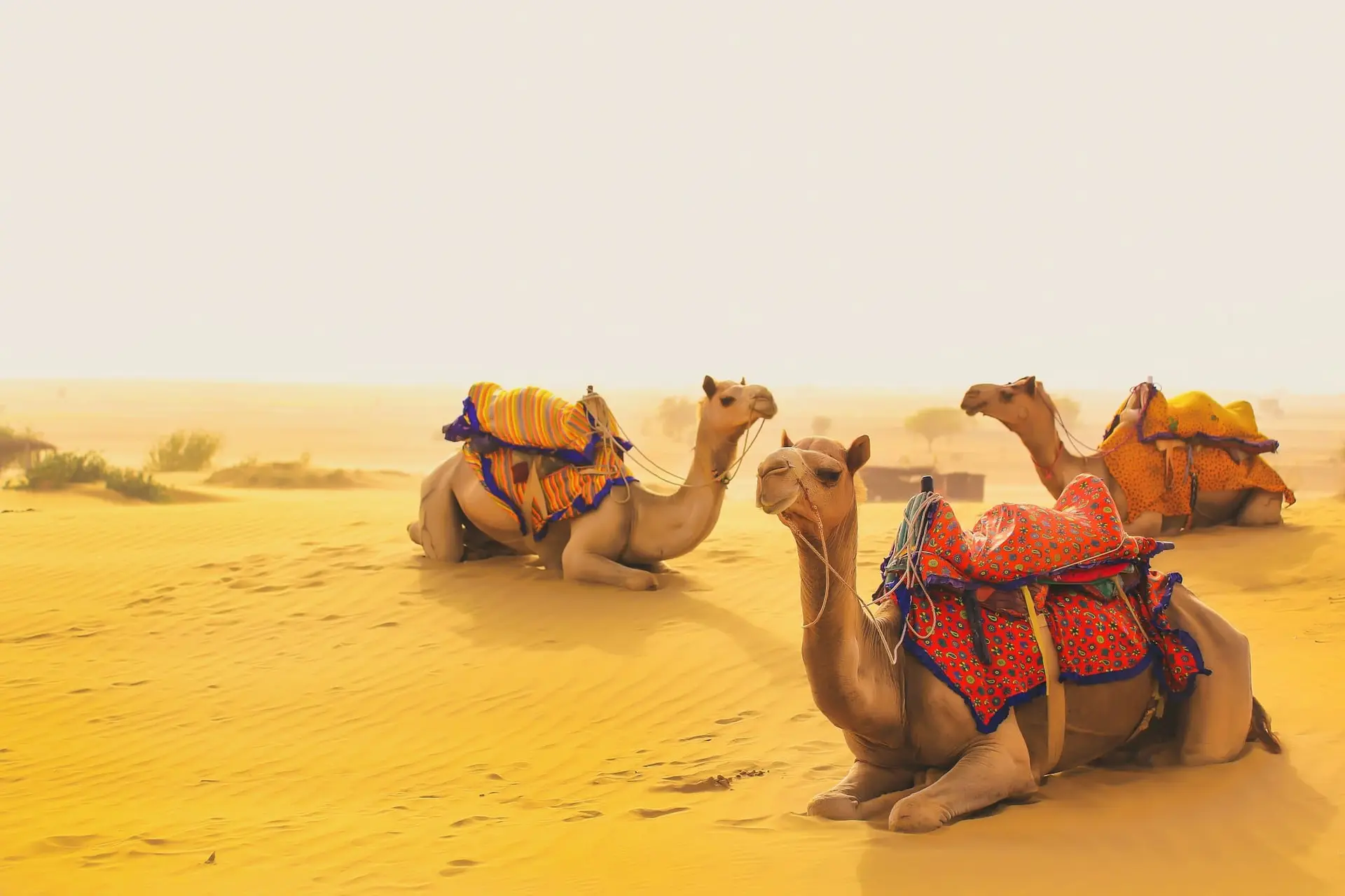 Three camels resting on the dunes of the Thar Desert near Jaisalmer