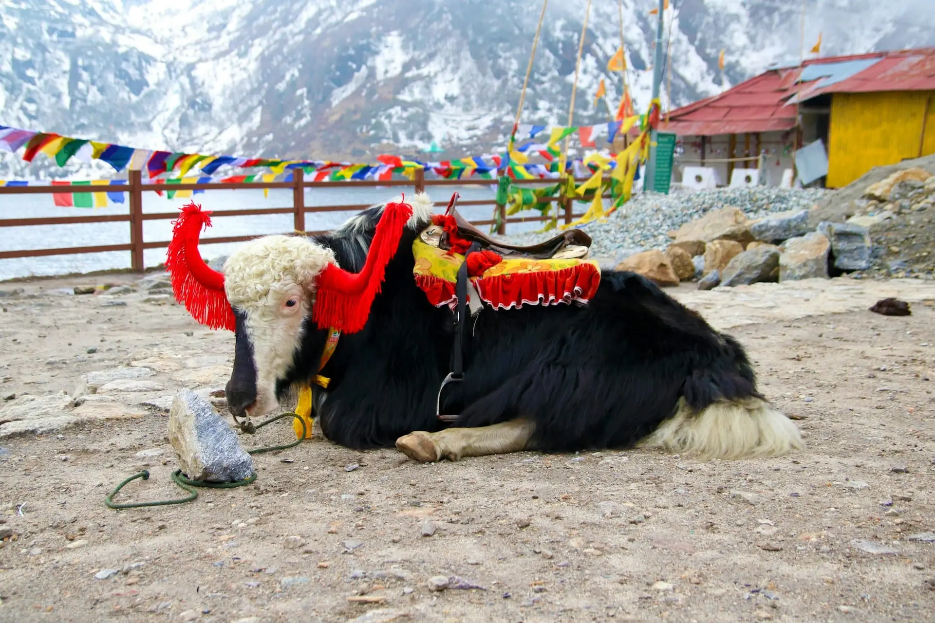 A yak in a red and yellow harness resting in the snow near Tsomgo